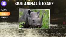 Desafio Selvagem: Aventura Animal – Nível médio! 🐾 Descubra 10 Bichinhos Incríveis com a Gente